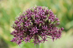 Ail 'Miami'