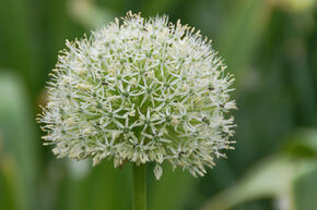 Ail 'Mount Everest'