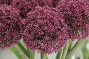 Ail 'Ostara'