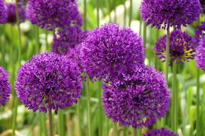 Ail d'ornement 'Purple Sensation'