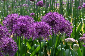 Ail 'Purple Rain'