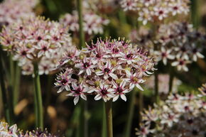 Ail d'ornement � grandes fleurs 'Silver Spring'
