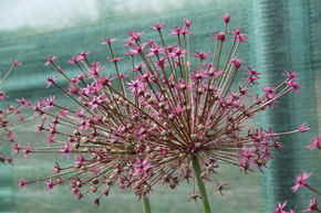 Ail 'Toabago�'