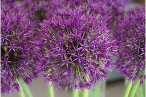 Allium 'Universe'