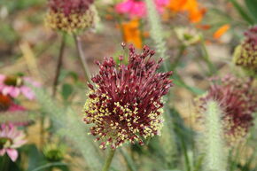 Allium amethystinum 'Red Mohican'