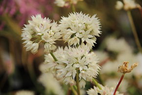 Ail d'ornement 'Graceful Beauty'
