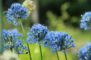 Ail d'ornement bleu