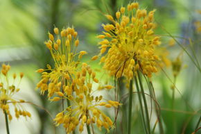 Ail d'ornement jaune