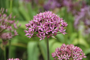 Ail d'ornement � grandes fleurs 'Pink Jewel'