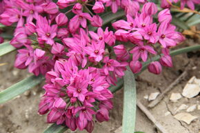 Ail d'ornement � petites fleurs 'Baltimore'