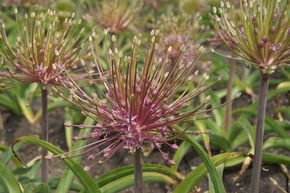 Ail de Schubert