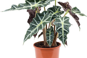 Alocasia 'Polly'