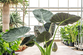 Alocasia 'Regal Shields'