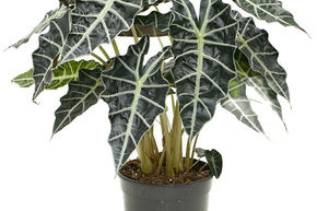 Alocasia amazonica 'Darf'