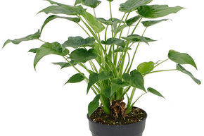 Alocasia oreilles d'�l�phant 'Aurea'