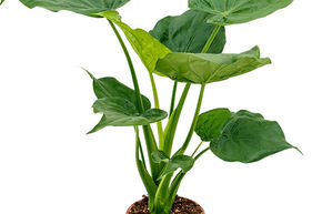 Alocasia oreilles d'�l�phant