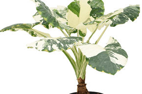 Oreille d'�l�phant, Alocasie � grandes racines 'Variegata'