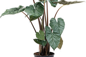 Alocasia 'Yucatan princess'