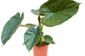 Alocasia, oreille d'�l�phant