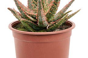 Aloe 'Pink Blush'