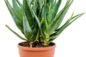 Alo�s arborescent, aloe cand�labre ou corne de b�lier