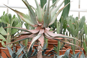 Aloe de Clanwilliam