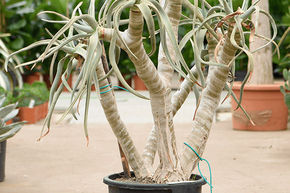 Arbre aux carquois, Faux dragonnier