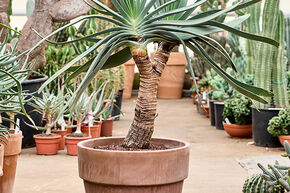 Aloe plicatilis (90-110)