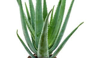 Aloe vera ou Aloe barbadensis