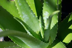 Aloe vera