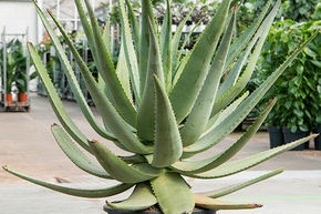 Aloe wickensii hybride