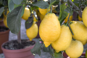 Citron d'Amalfi