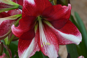 Amaryllis 'American Dream�'