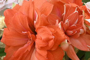 Amaryllis 'Coral Belle'�