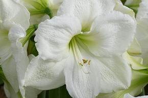 Amaryllis 'Moscow'�