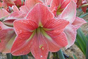 Amaryllis 'Terra Cotta Star'�
