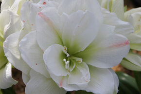 Amaryllis 'White Amadeus'�