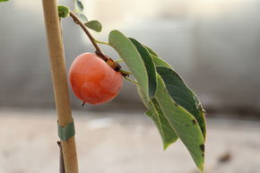 Kaki am�ricain Fruithunters� 'Prairie Dawn'