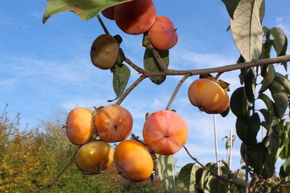 Kaki am�ricain 'Meader'