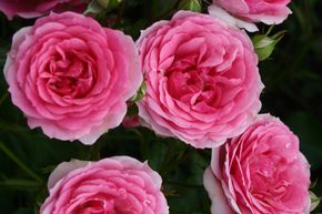Rosier 'Amica'