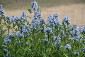 Amnsonie 'Blue Ice'