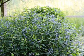 L'Amsonie bleue