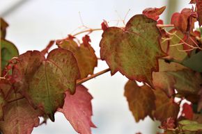 Vigne d'Amour
