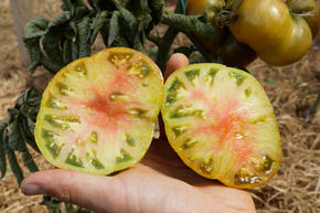 Tomate charnue Ananori BIO