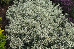 Immortelle de l'Himalaya 'Silberregen'