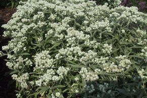 Immortelle de l'Himalaya 'Sommerschnee'