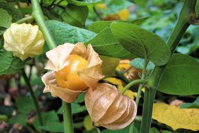 Physalis '(Big) Little Buddha'
