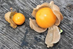 Physalis 'Biscuit'