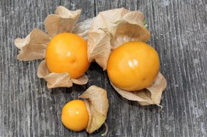 Physalis 'Fruttosa'