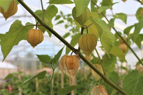 Physalis 'Peters Beste'